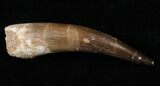 Large Fossil Plesiosaur Tooth #16133-1